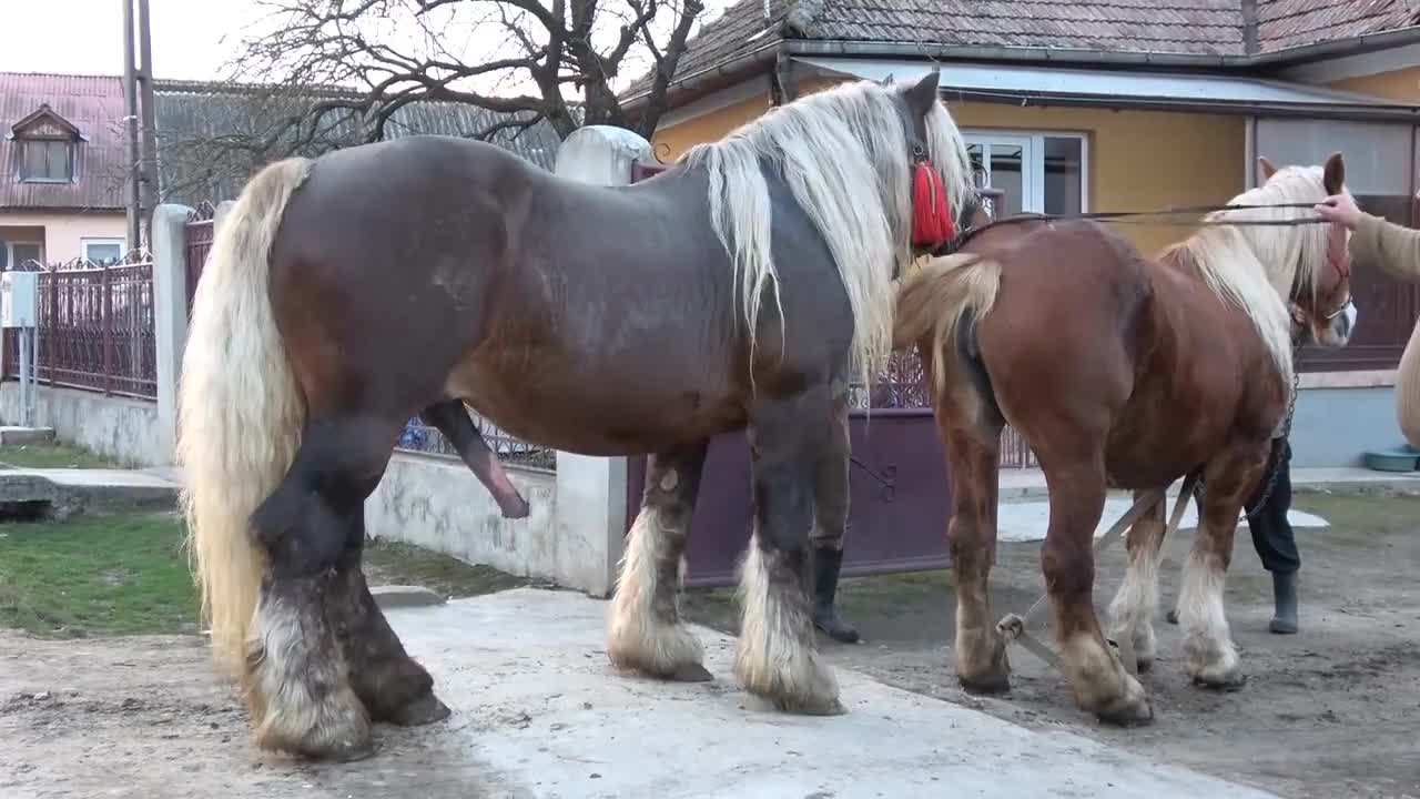 Видео Секс Член Коня