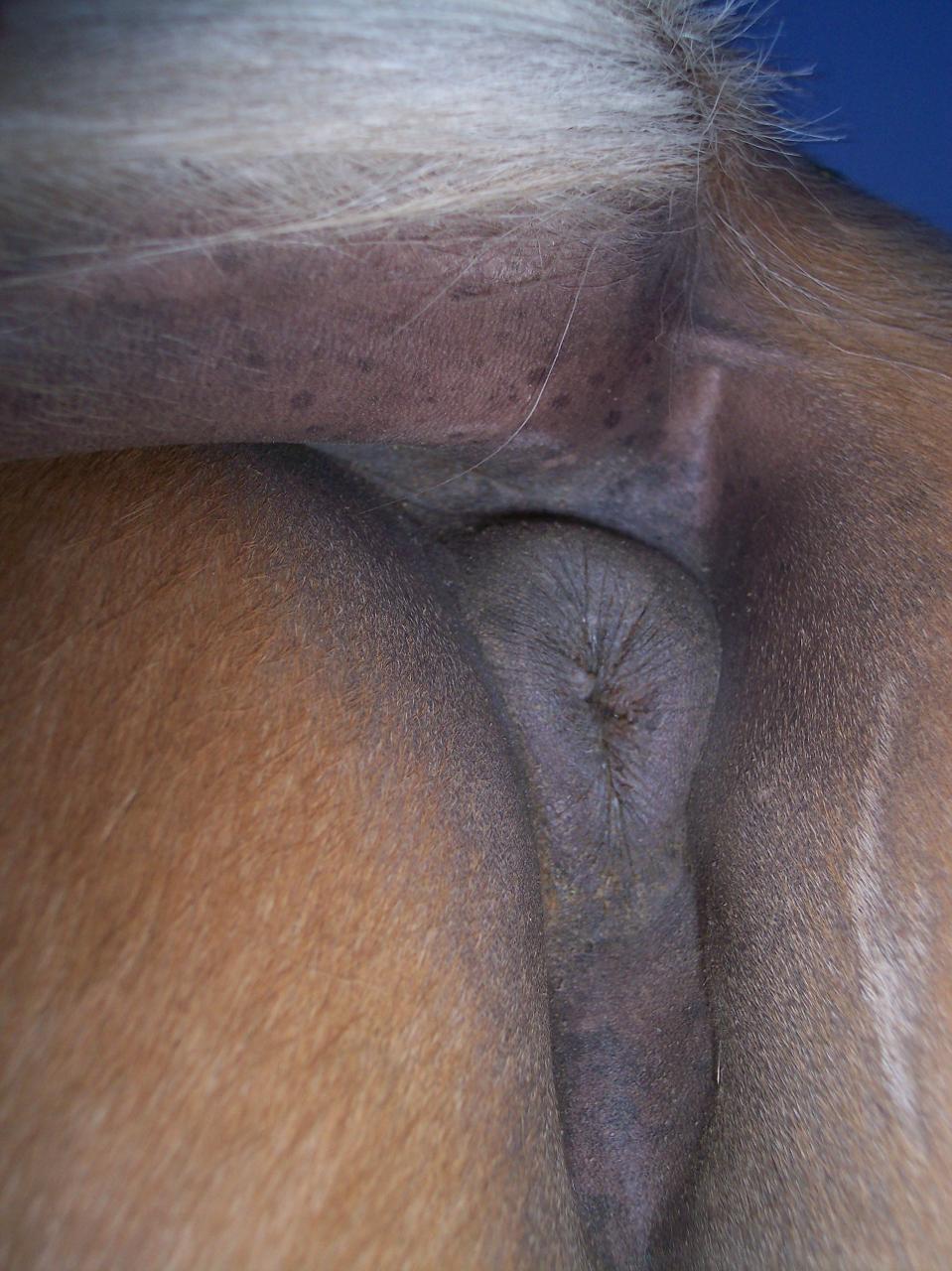 вагина лошади порно фото 21
