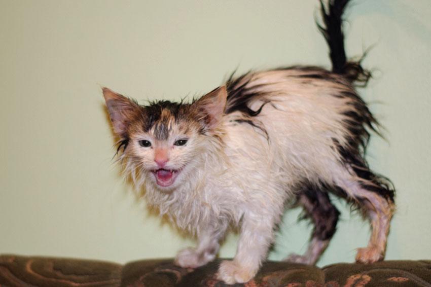 Wet Kitty