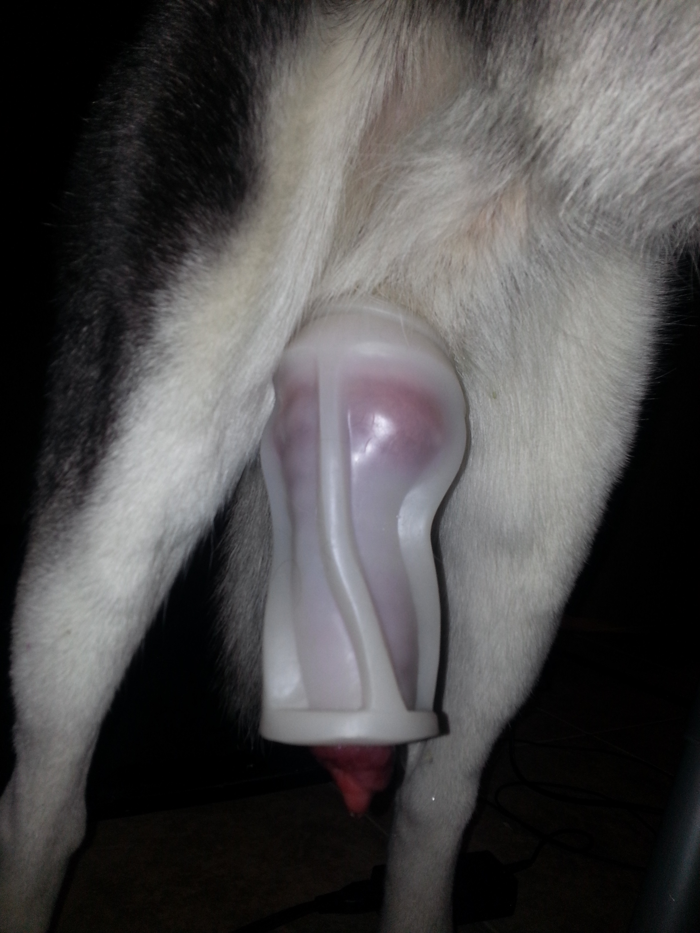 собачья сперма в женском влагалище фото 68
