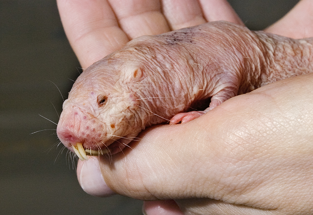 Here's Why Naked Mole Rats Don't Get Cancer