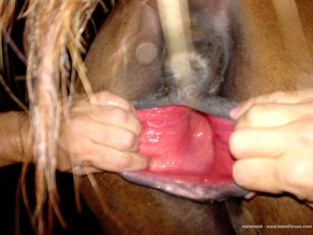 сперму коня из ануса фото 30