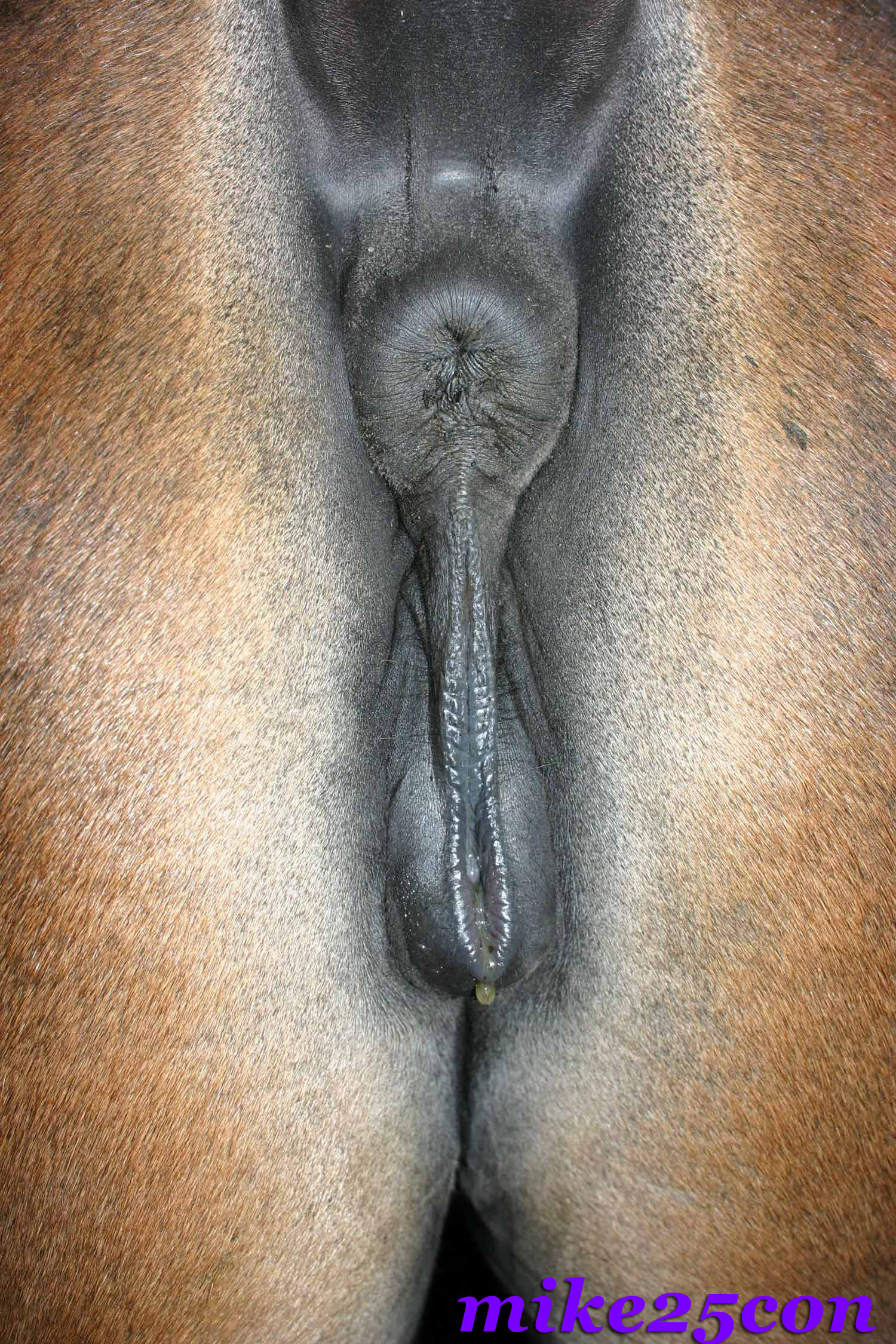 Wet Mare Pussy.