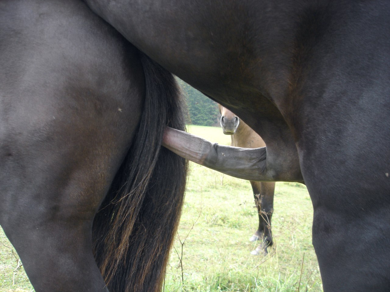 Humans mating with horses