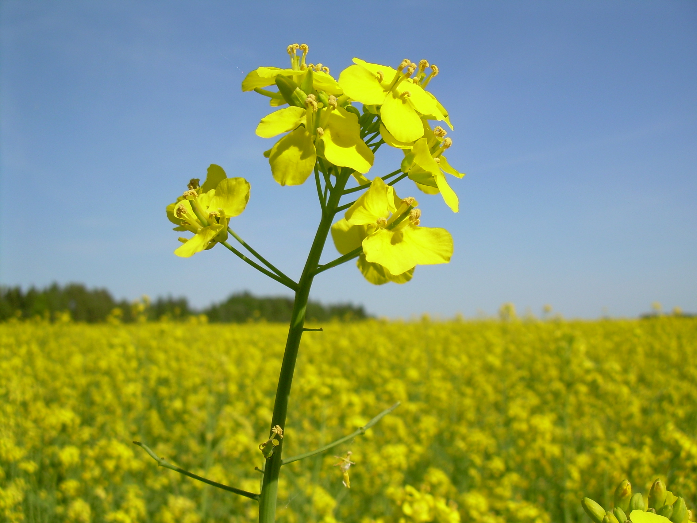 Крестоцветных являются масличными культурами. Рапс – Brassica napus.. Сурепка и рапс. Сурепица озимая. Молочай рапс.