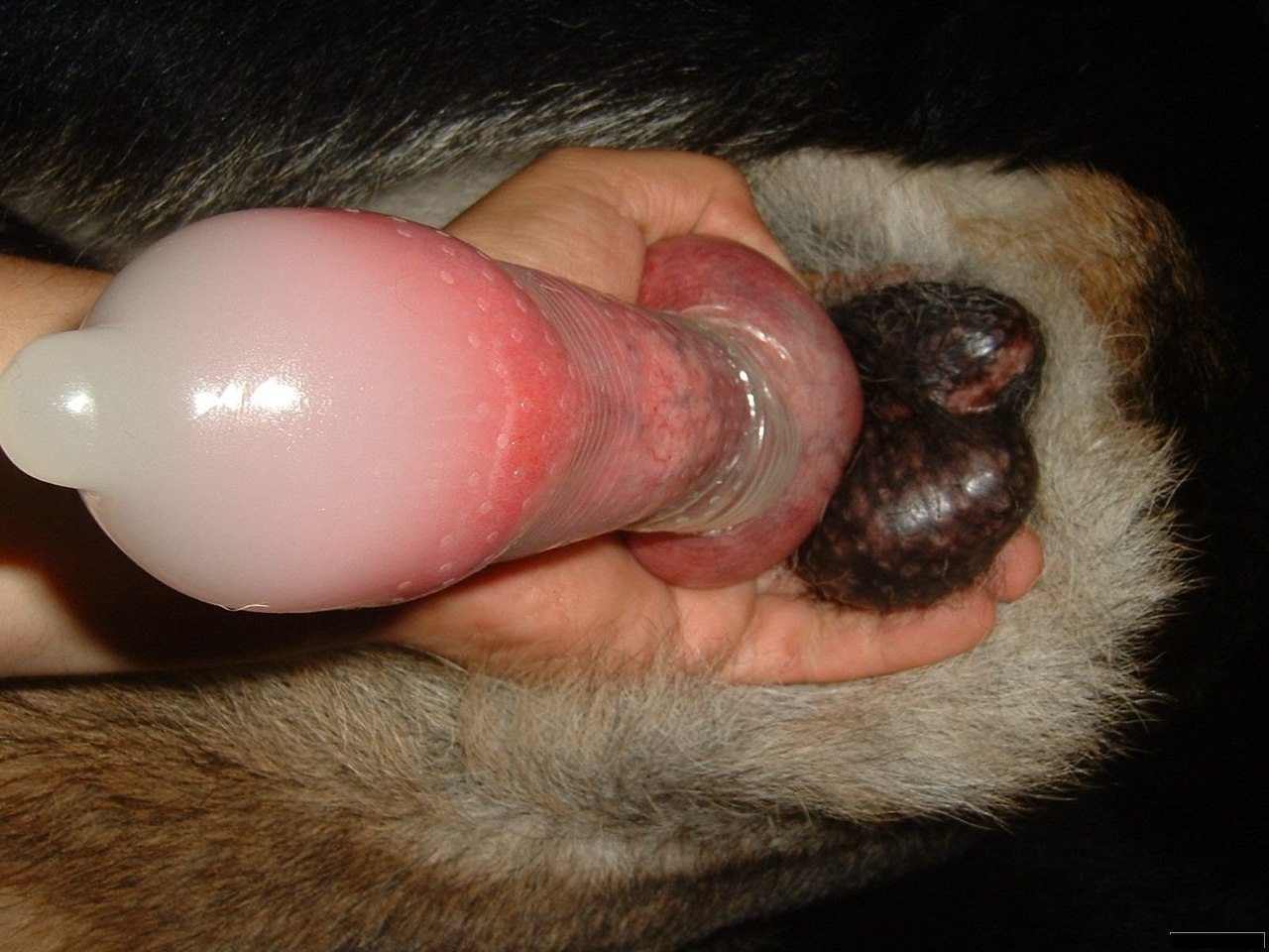 condom_dog_showimg.jpg.