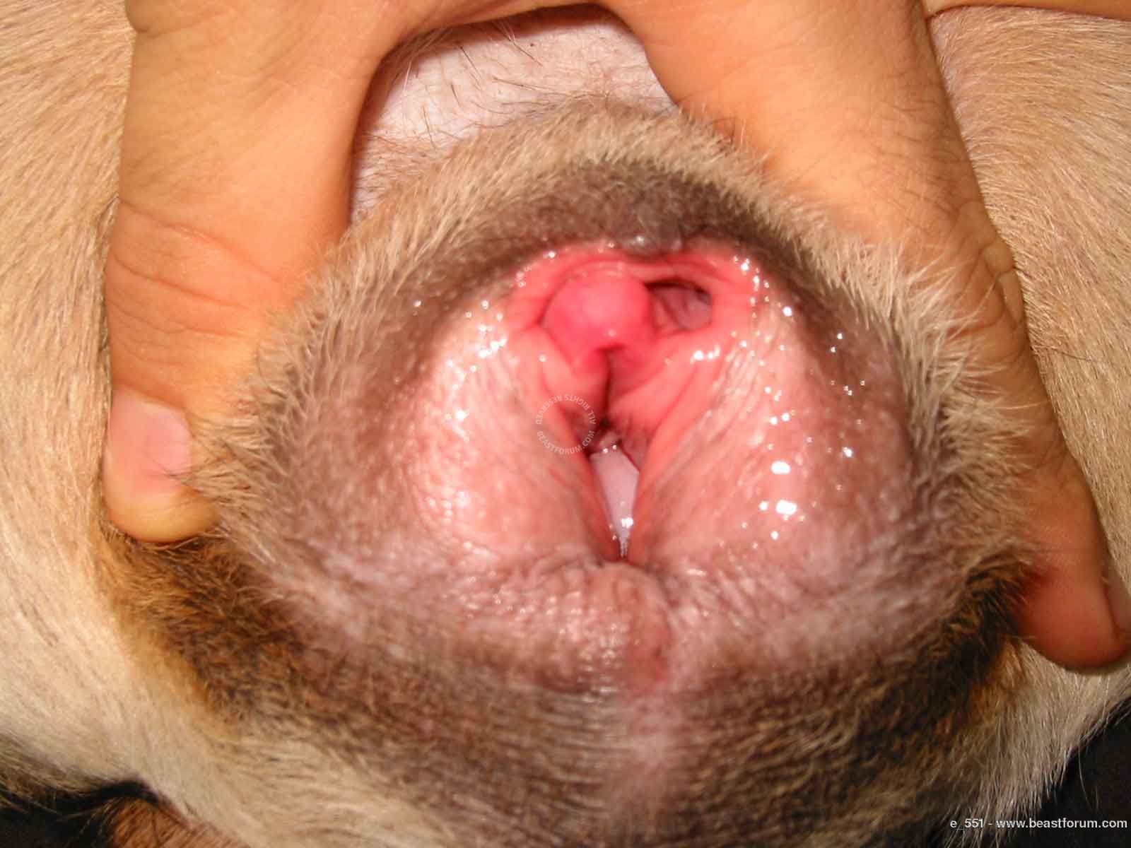 вагина собаки порно фото 55