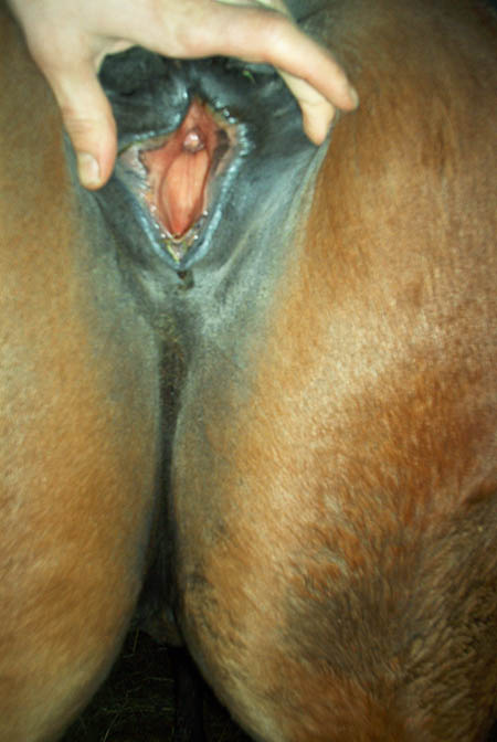 Mare Pussy Spread