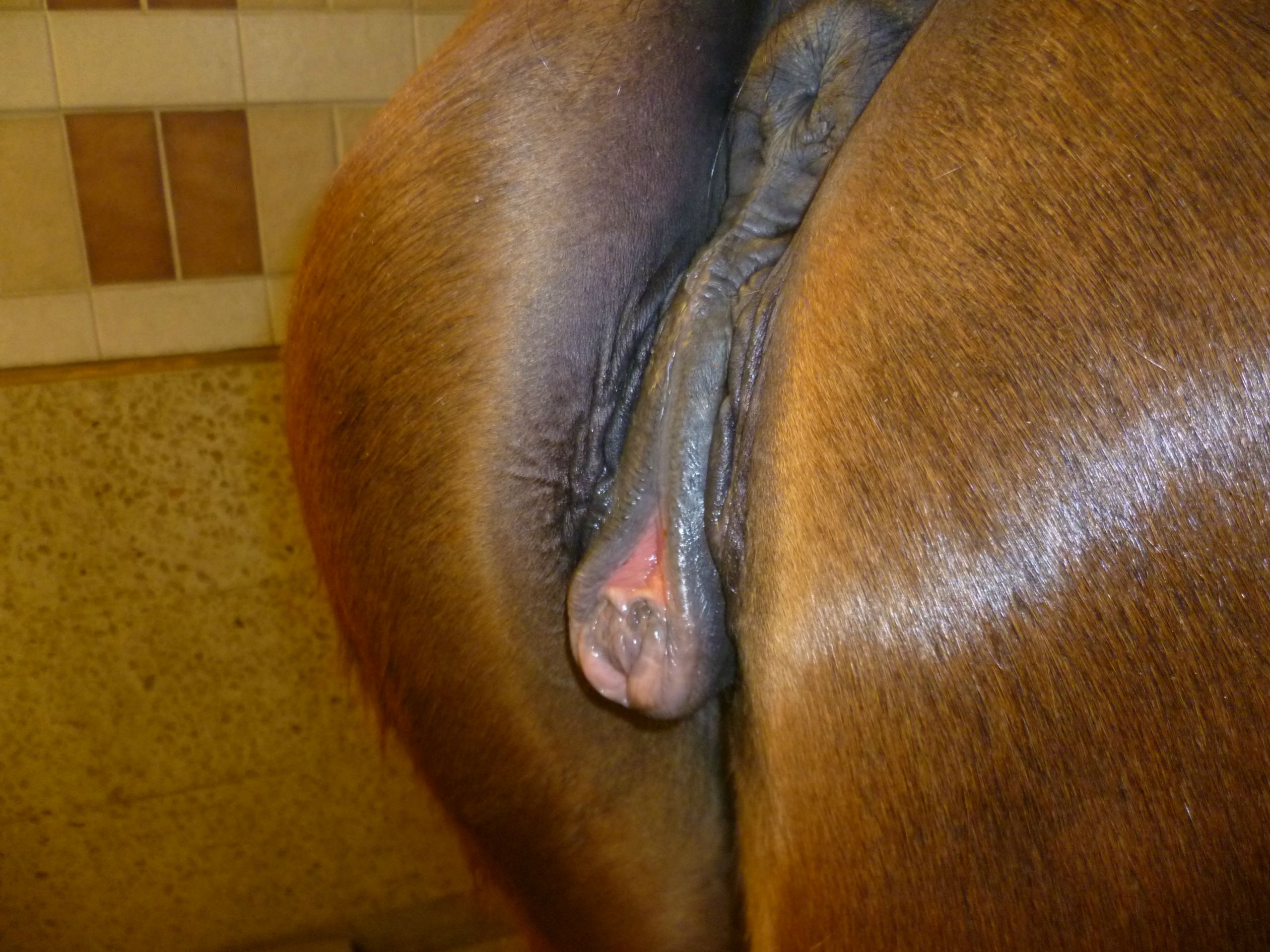 Horse pussy winking