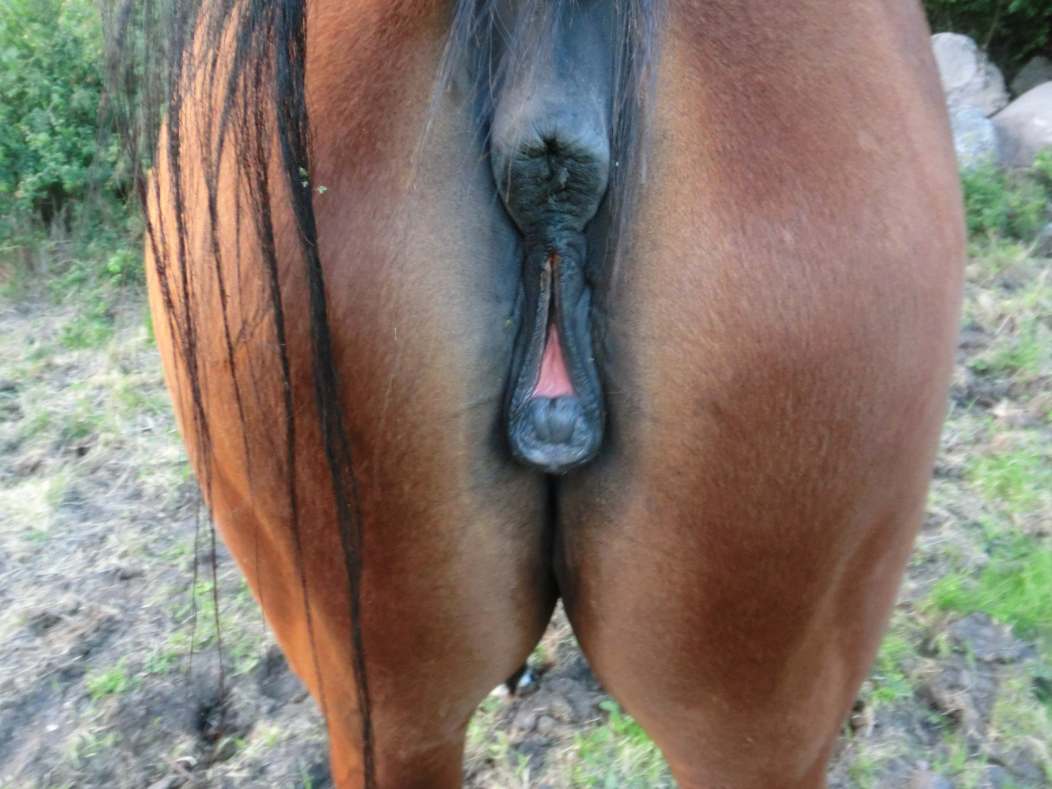 вагина лошади порно фото 35