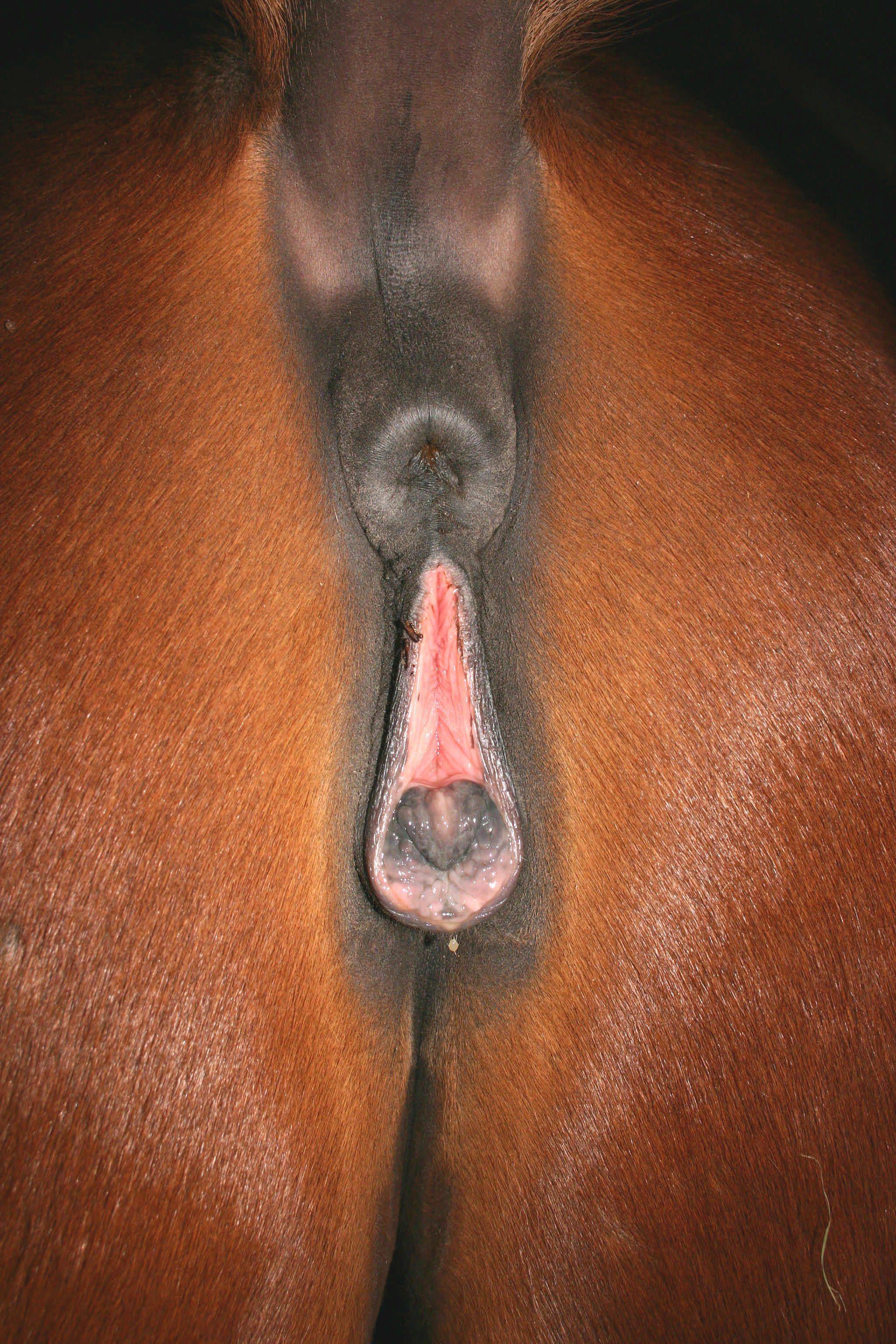 вагина лошади порно фото 88