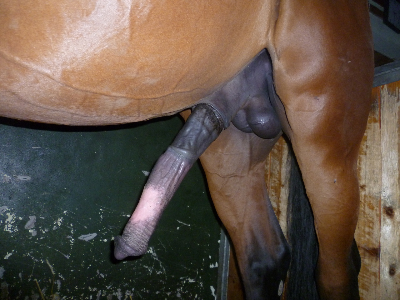 сперма коня в письке фото 111