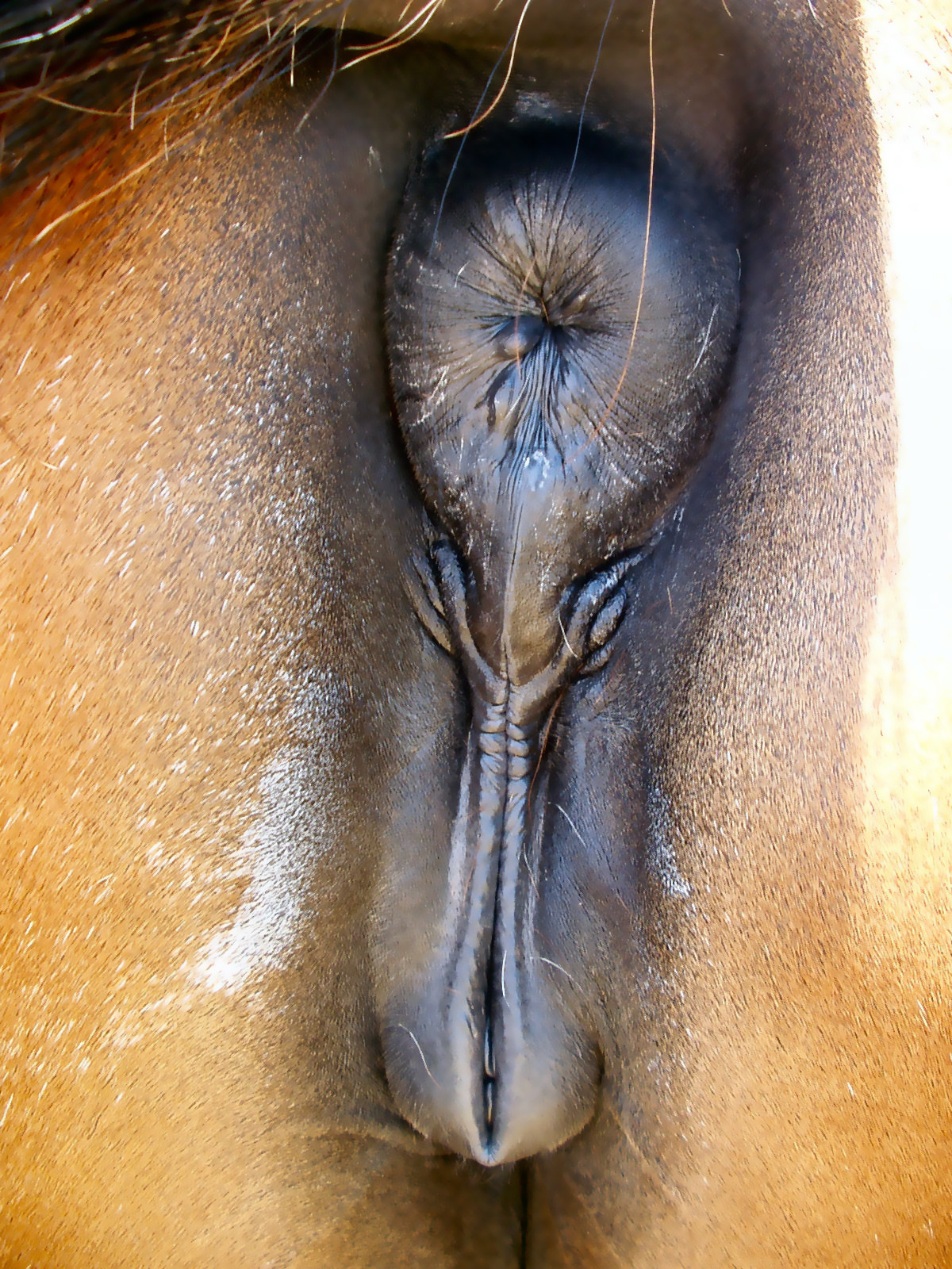 сперма животных во влагалище фото 78