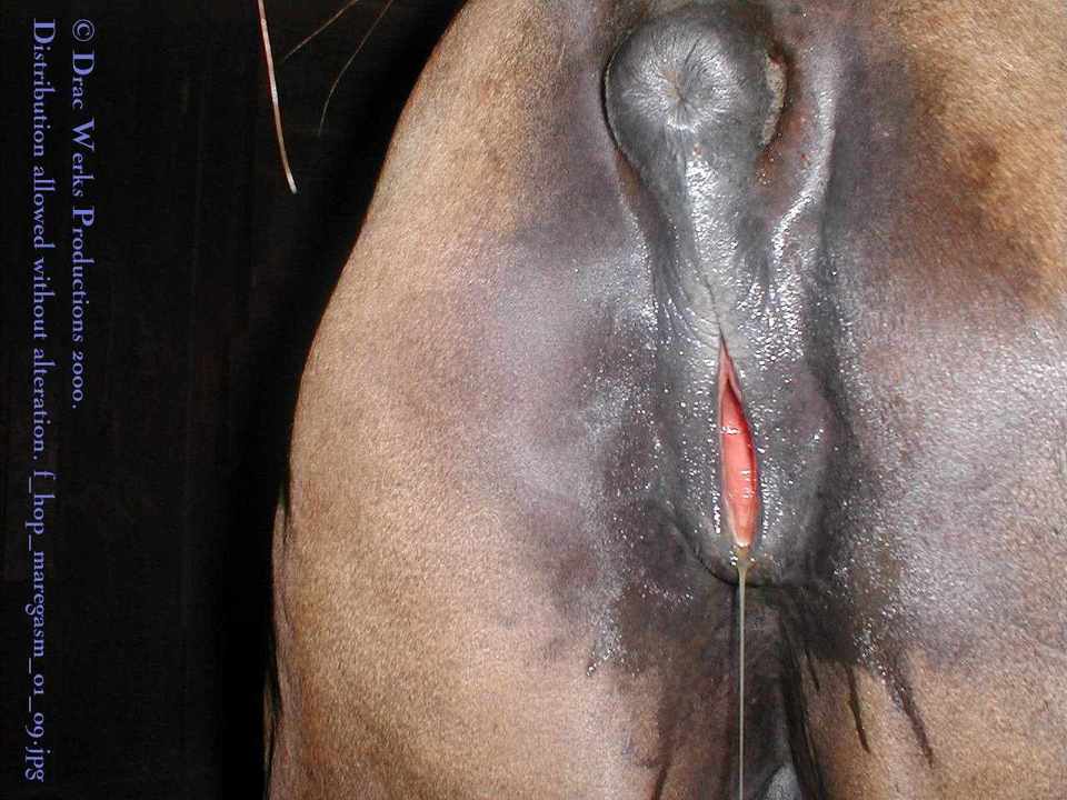 men-fuck-mare-horse-pussy.jpg.