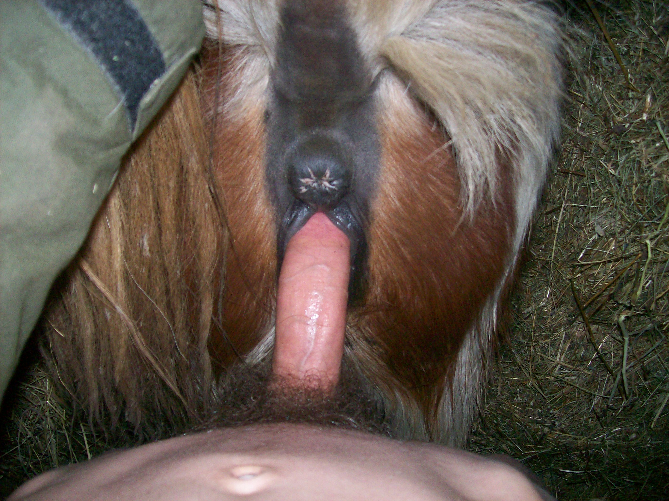 Porn with goat