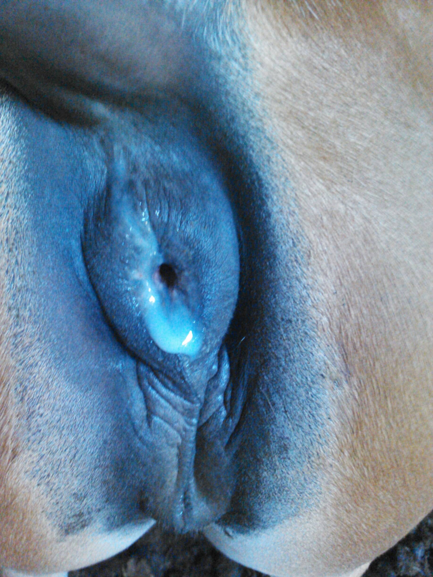 Huge Mare Pussy