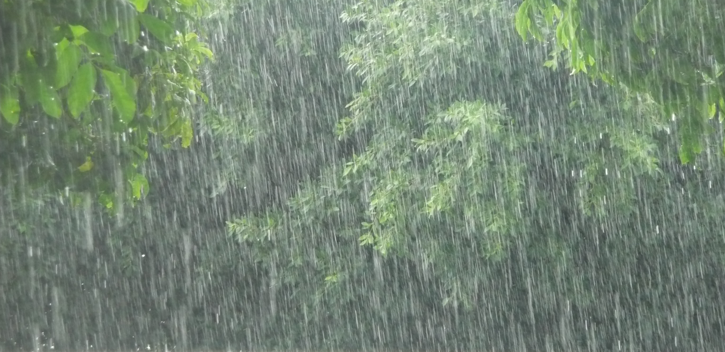 Лес мокрый дождь