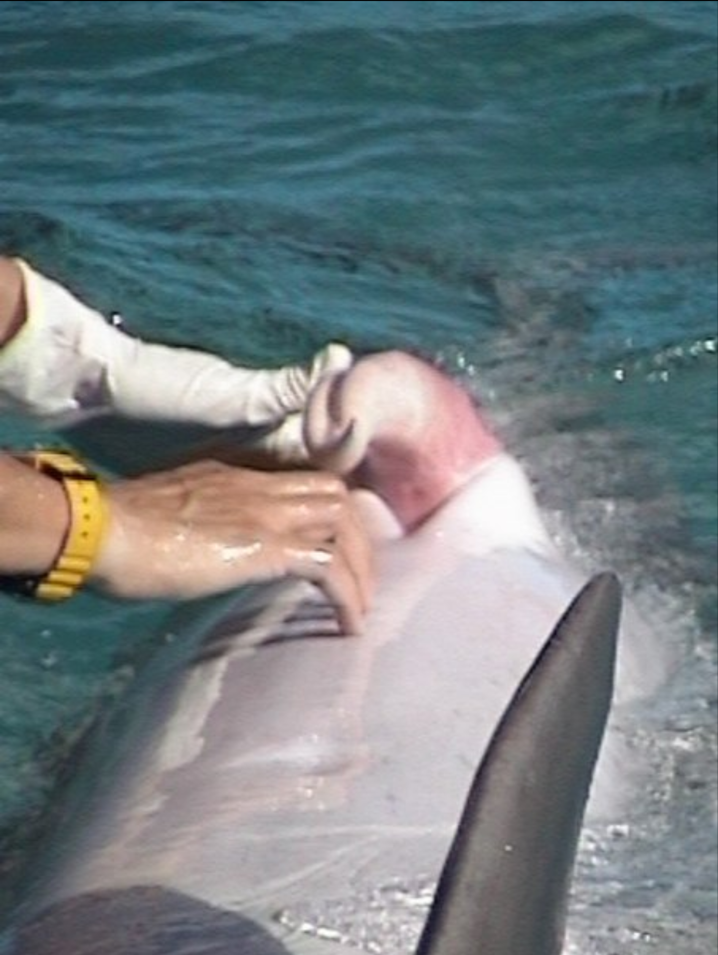 член дельфина в девушке фото 17