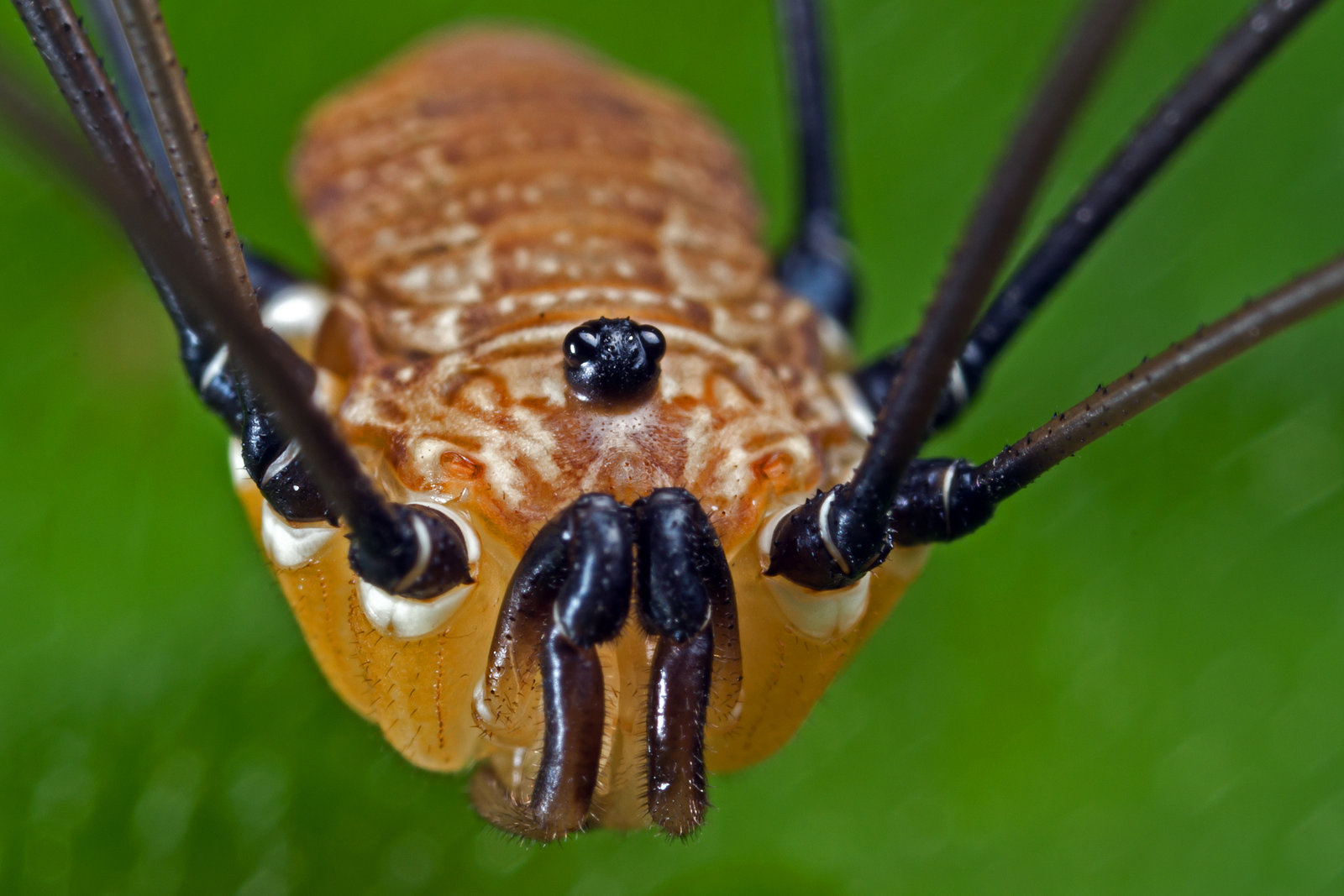 Сенокосец. Жук сенокосец. Жук косиножка. Harvestman Opiliones. Сенокосец троглодит.