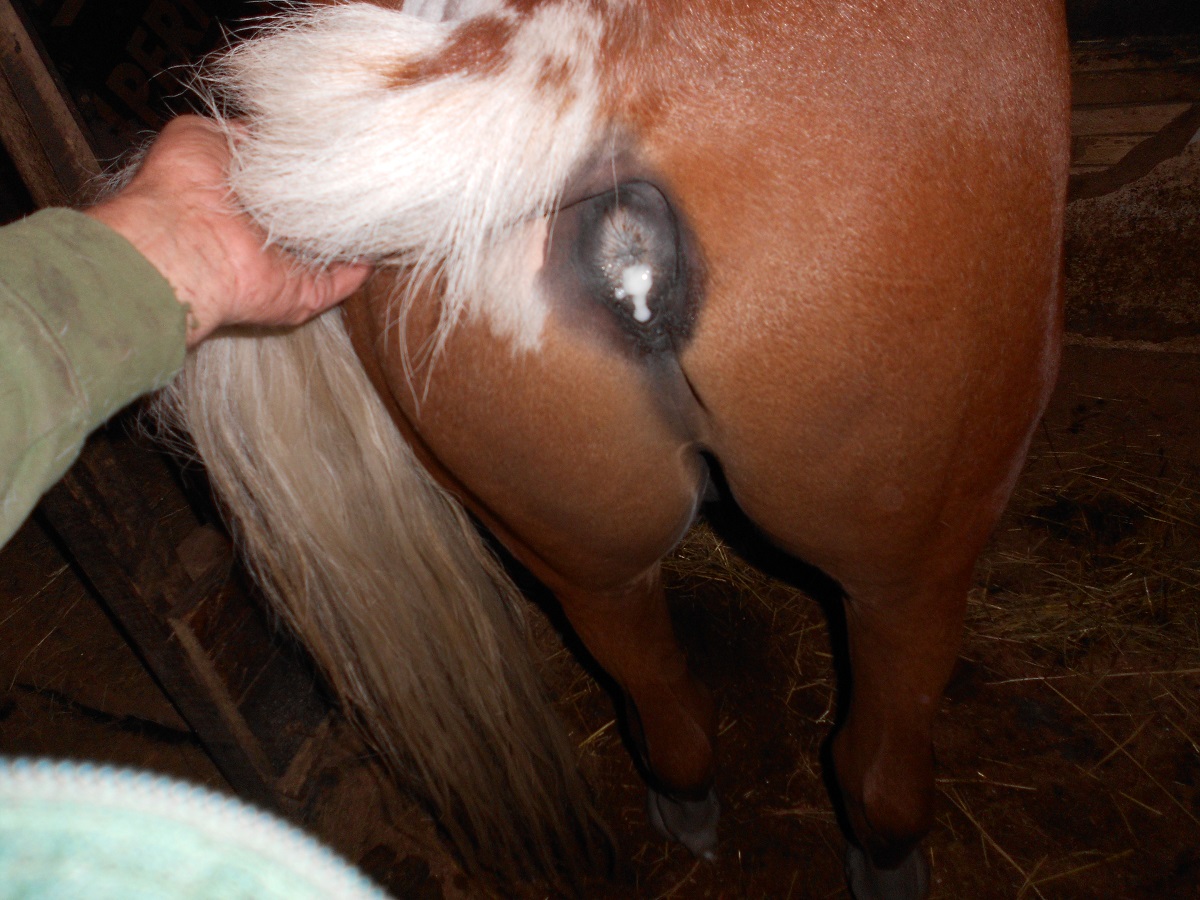 сперму коня из ануса фото 59
