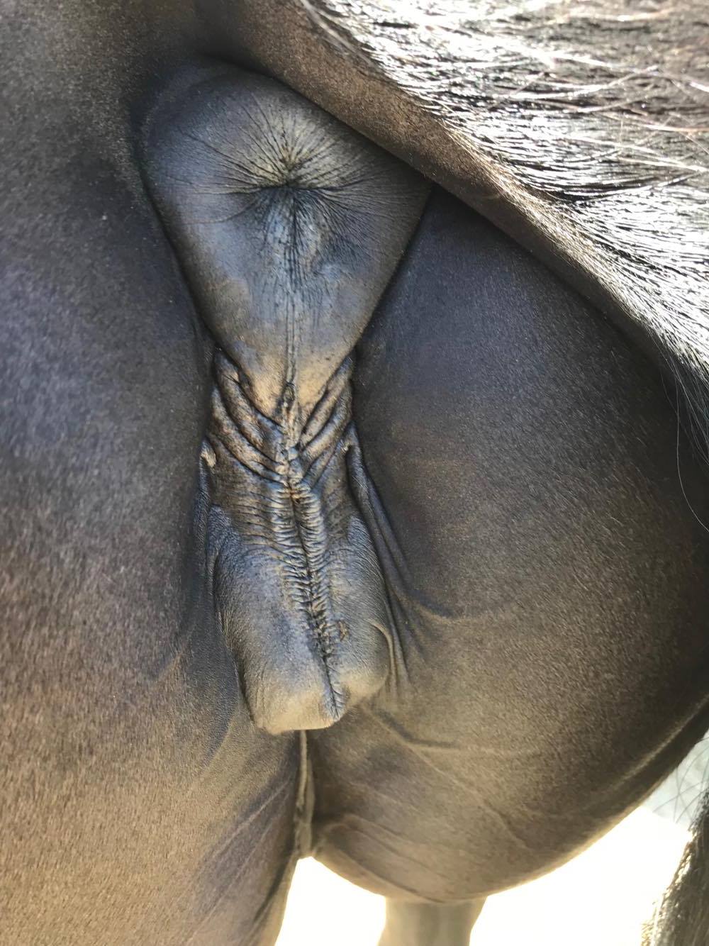 Huge Mare Pussy