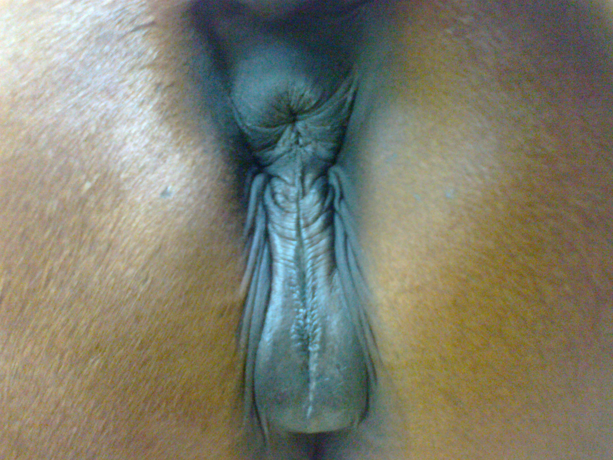 2497 - anus artist-quetzalcoyotl closeup mare tail_aside vulva.jpg.