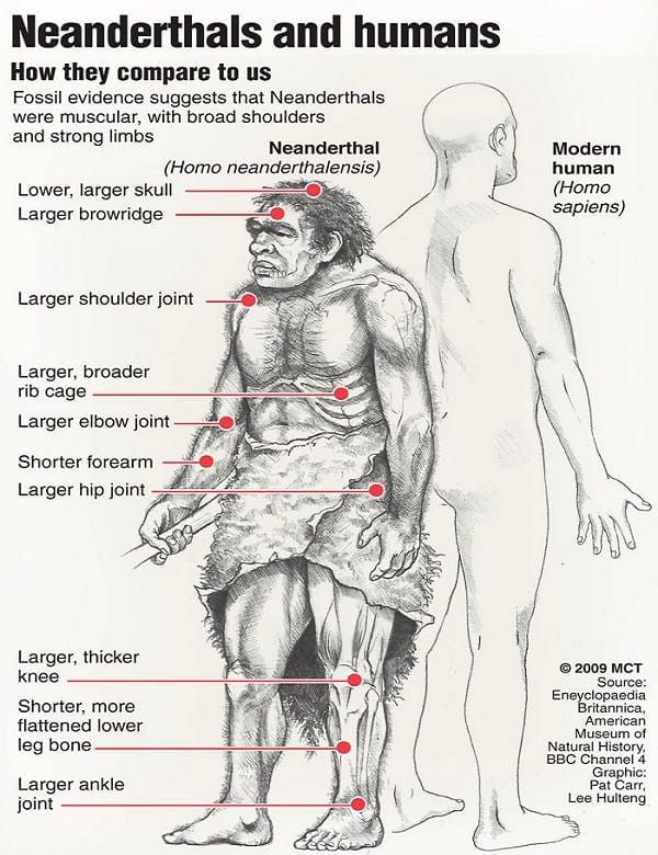 Neanderthal Porn