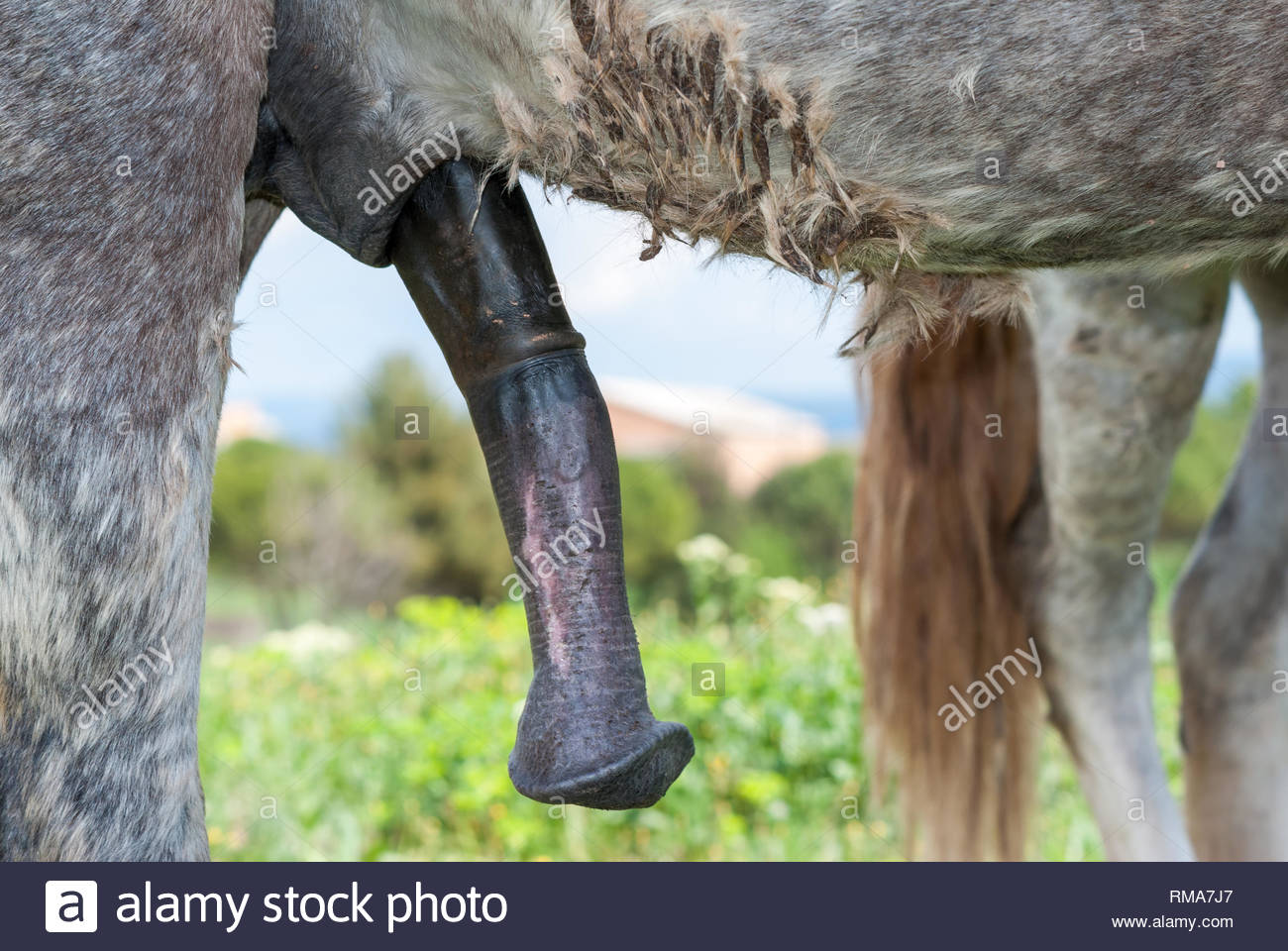 Picture of a horse's penis