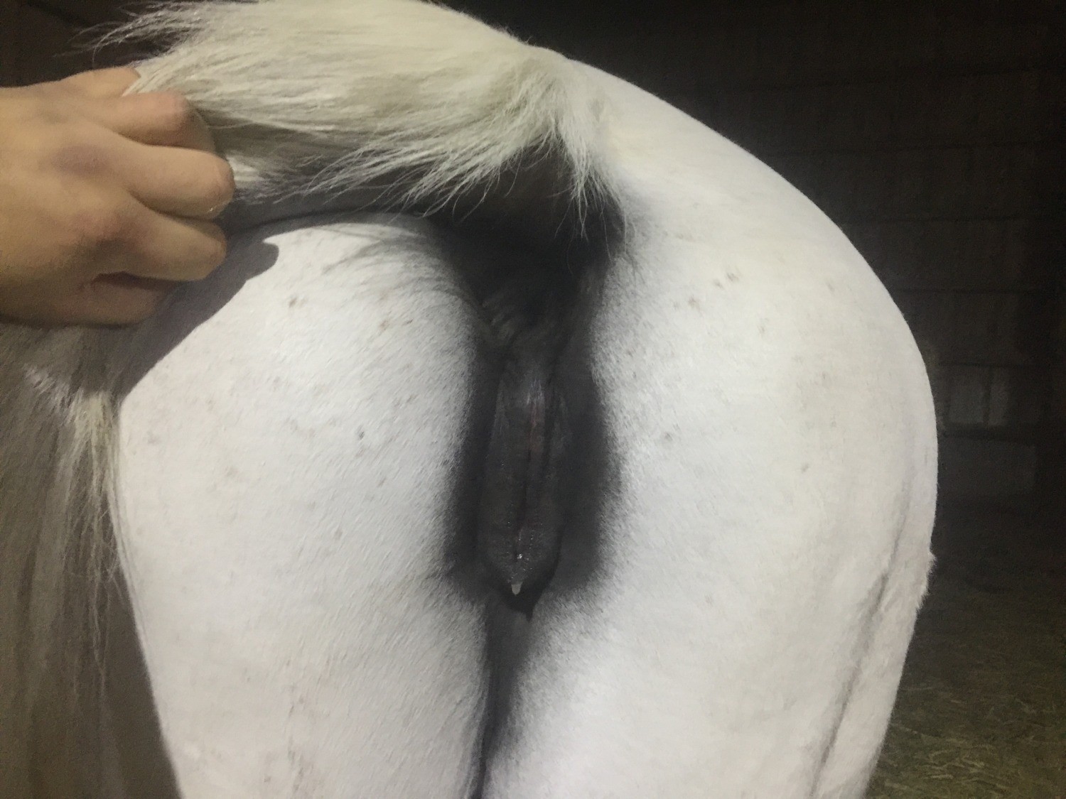 вагина лошади порно фото 112
