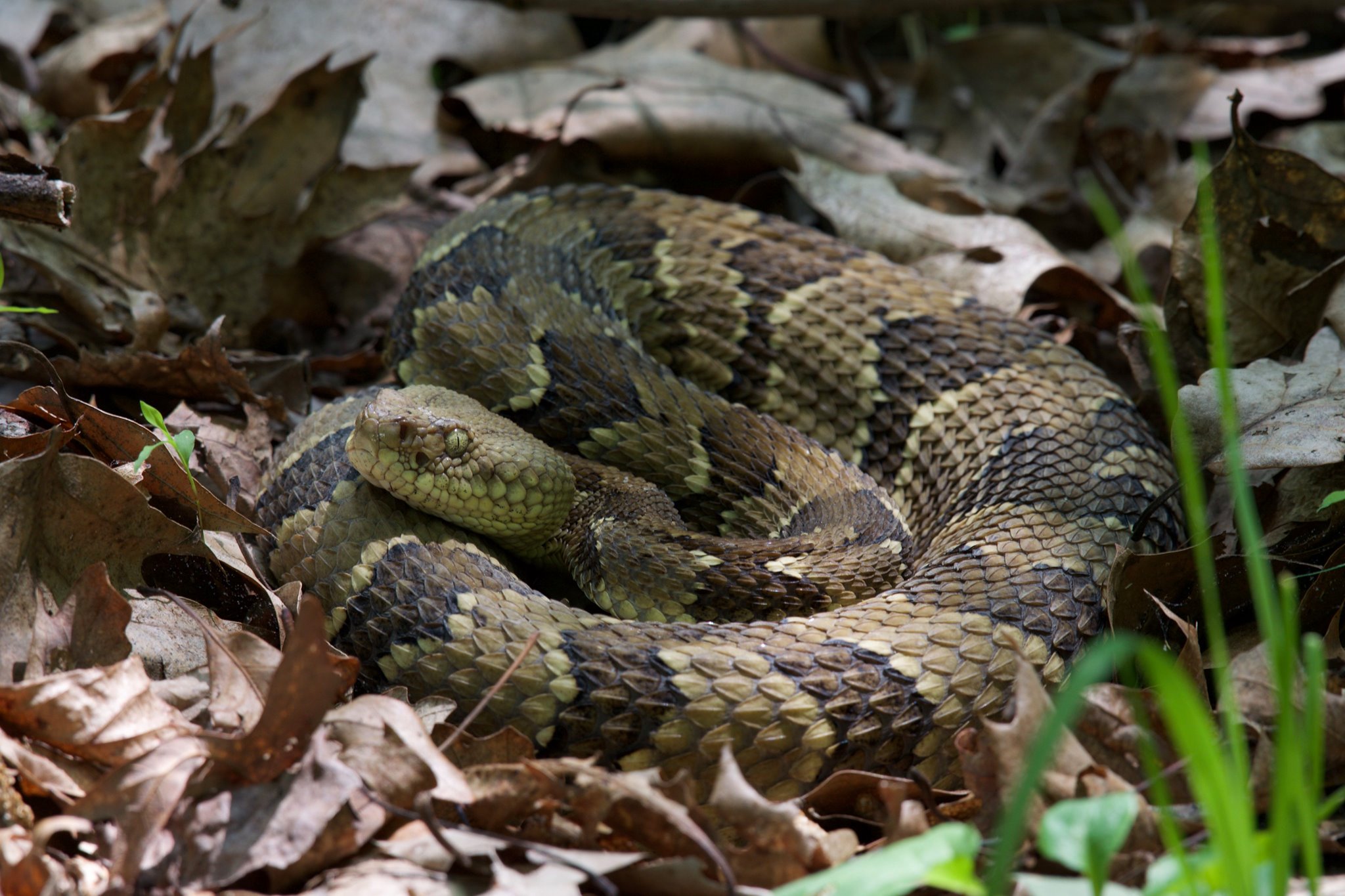 Snake less snake. Путь змеи.