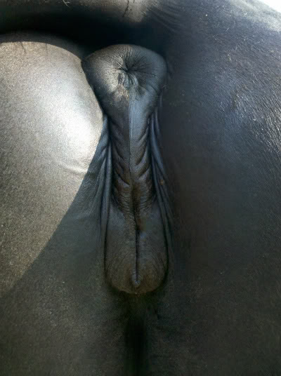 Wet Horse Pussy