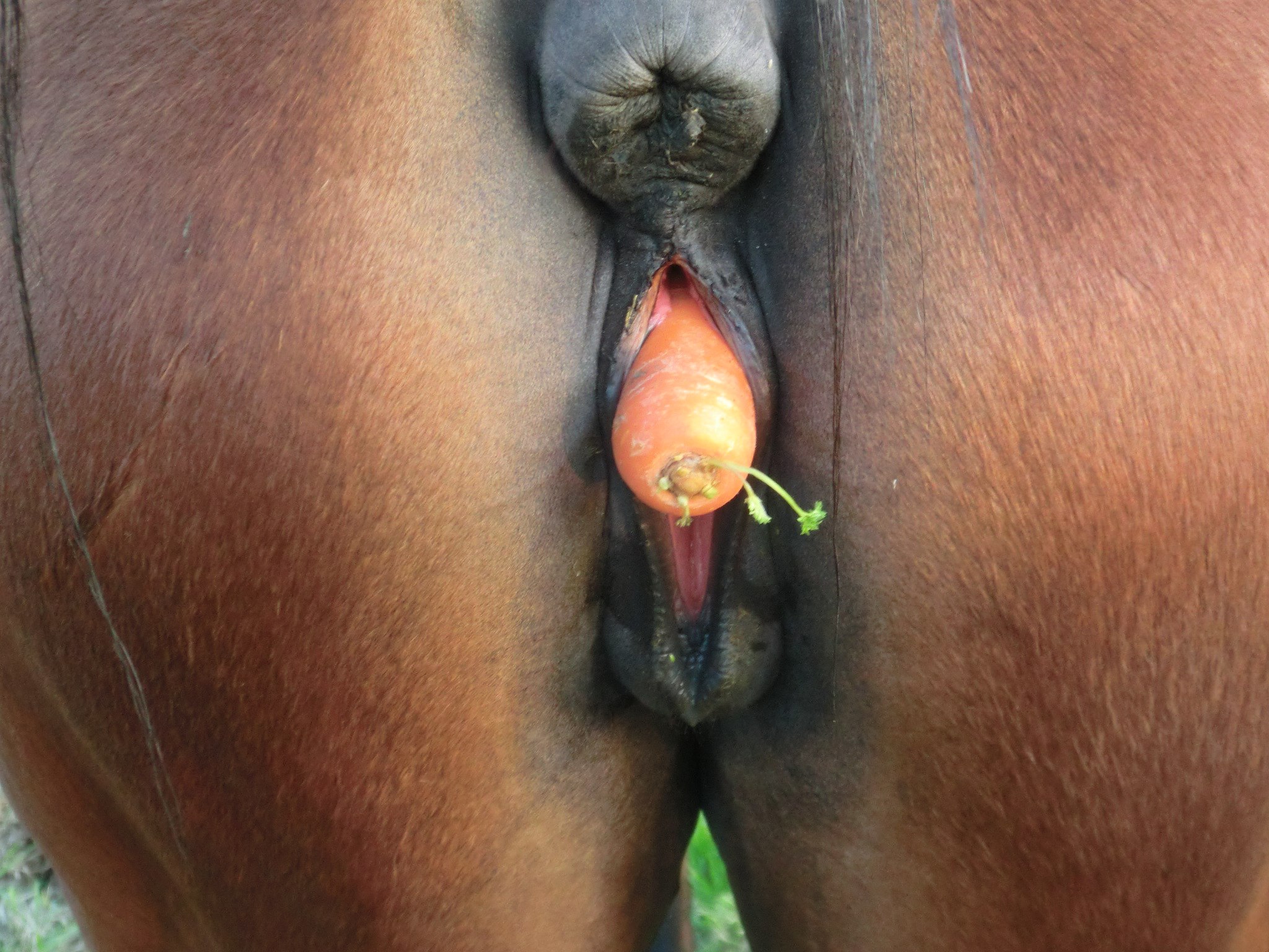 коня в жопу анал фото 108