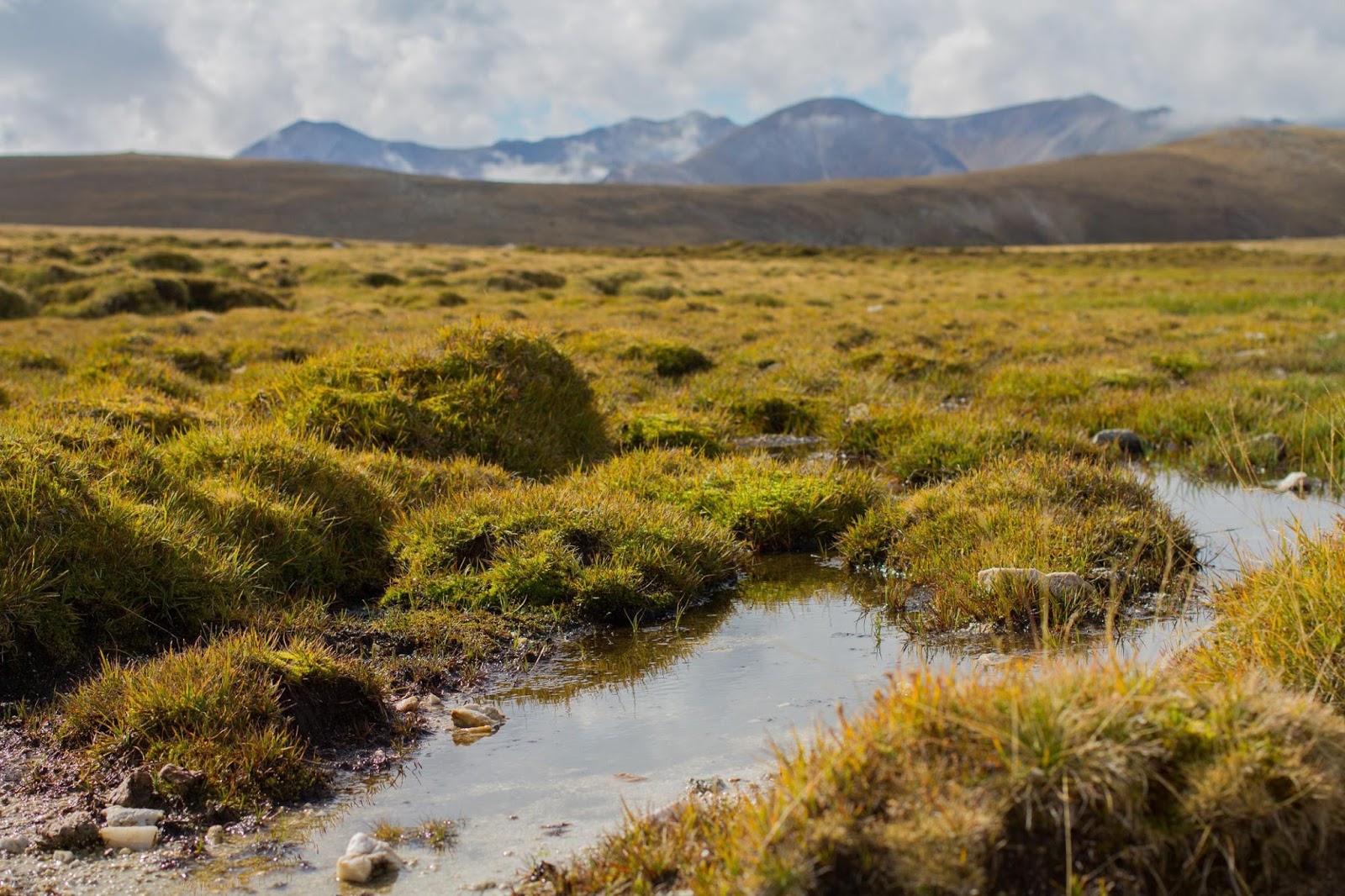 Bog Naturals