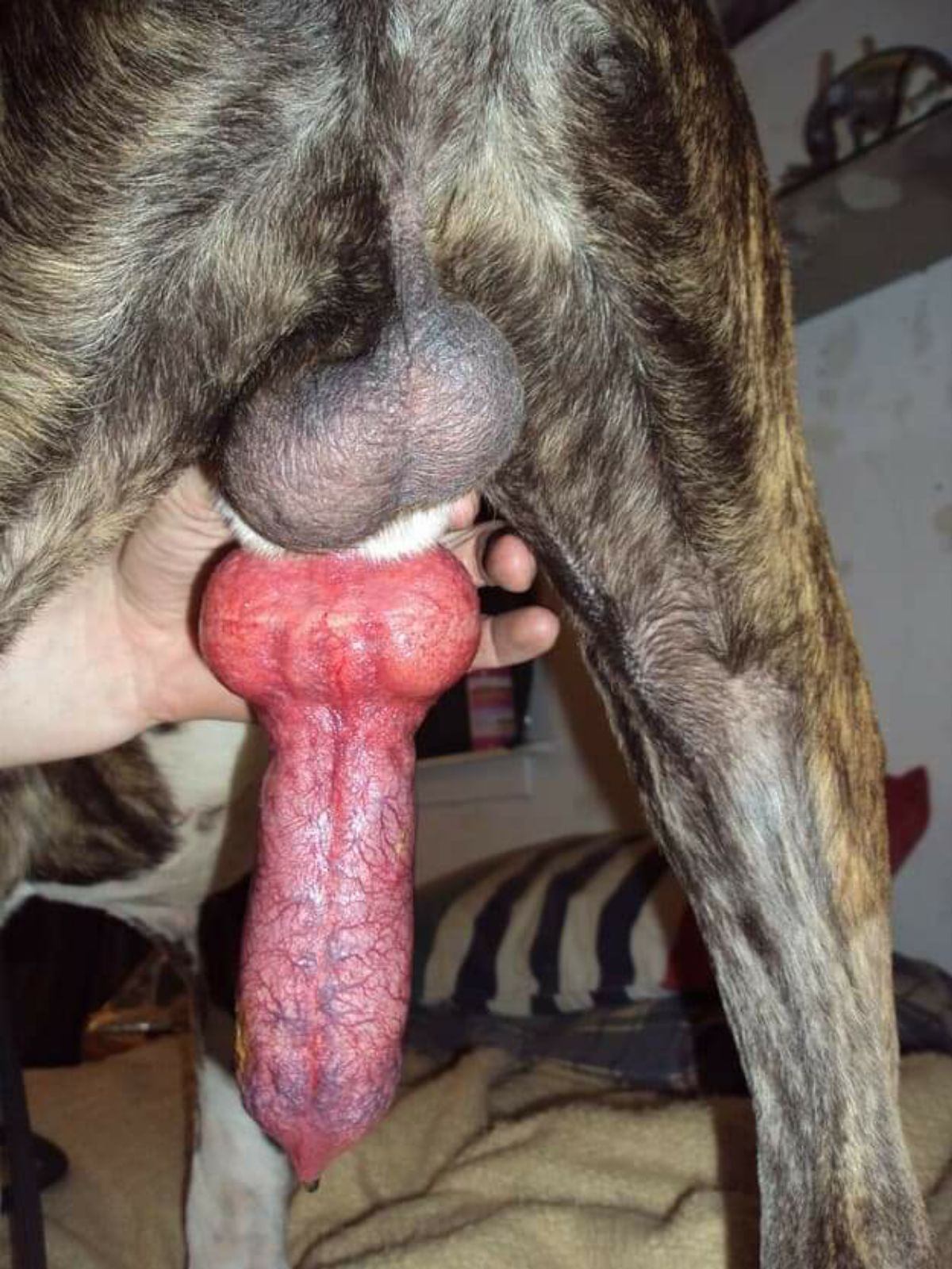 огромный член собаки порно фото 69