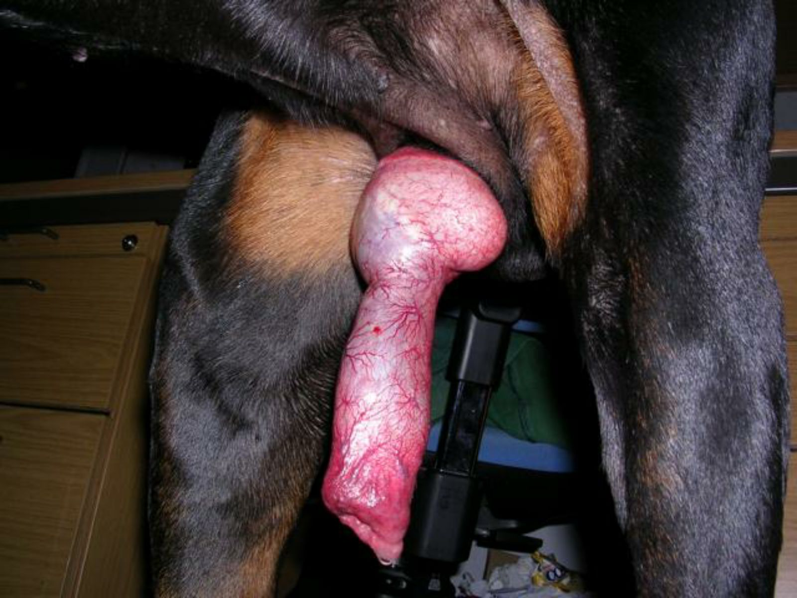 Woman riding big dog dick