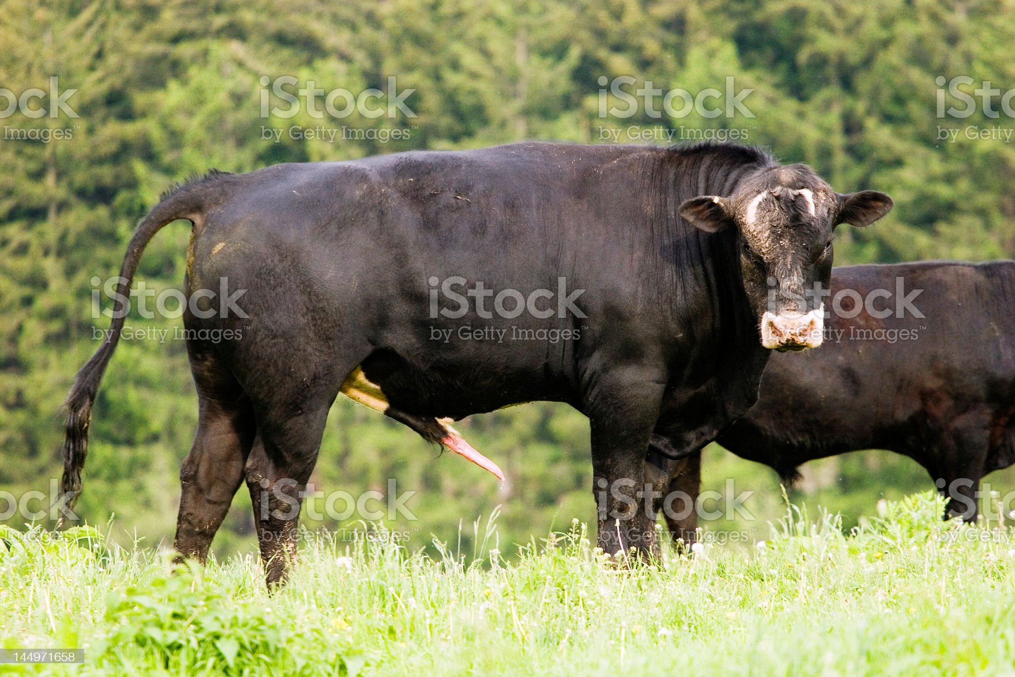 видео как бык трахает корову фото 69