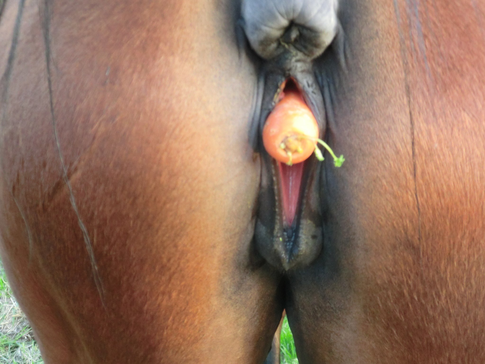 анус конь сперма фото 58